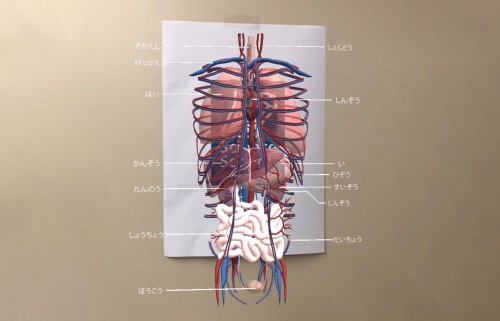 内臓の3Dモデルが浮かぶARコンテンツ
