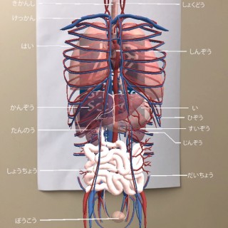 臓器のARデータ